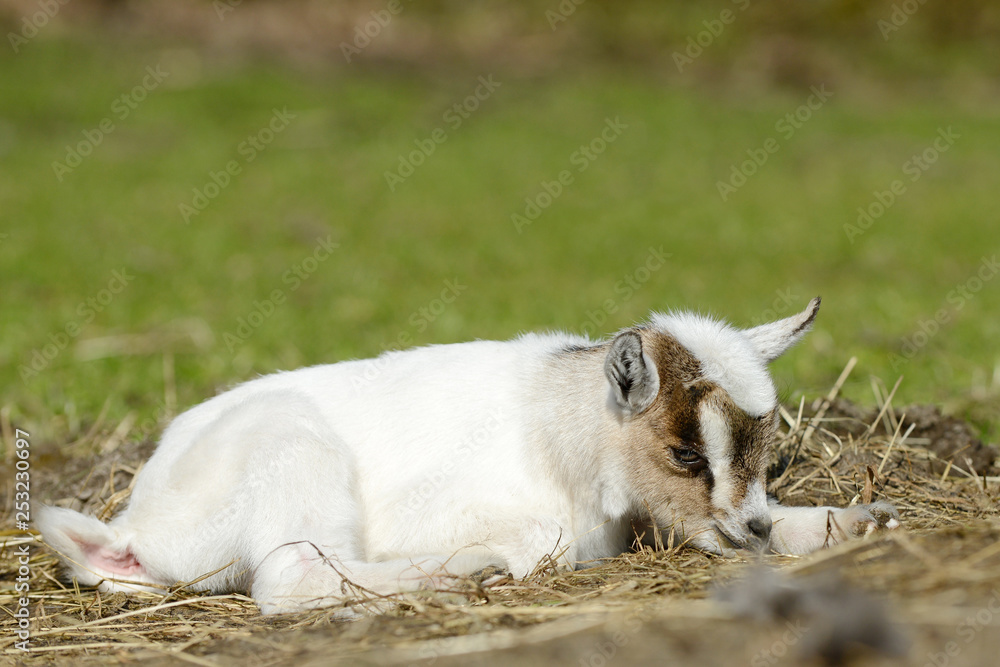 white goat kids lying on pasture