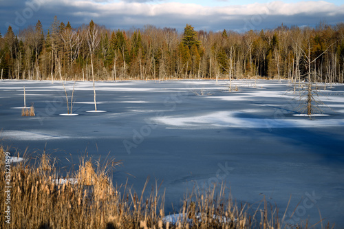 Fototapeta Early winter frozen lake at sunset with dead trees and bullrushes on Highway 37