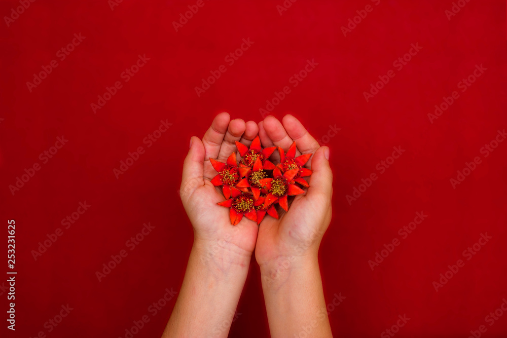 Las manos de una niña sujetando unas flores rojas sobre fondo rojo Las manos de una niña sujetando unas flores rojas sobre fondo rojo