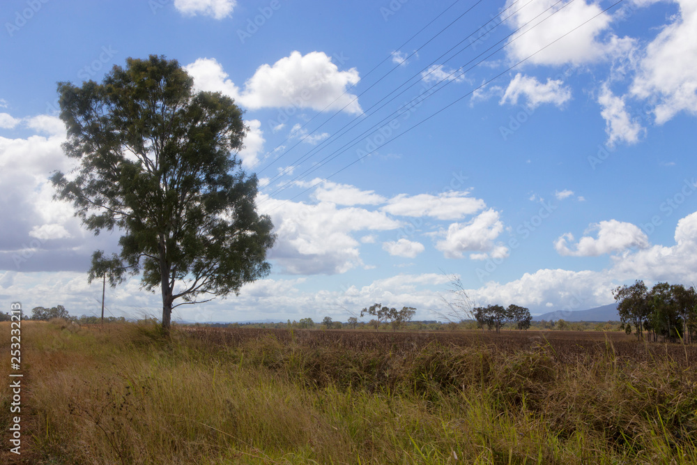 Tree near a field on the Atherton Tablelands in Tropical North Queensland, Australia Tree near a field on the Atherton Tablelands in Tropical North Queensland, Australia