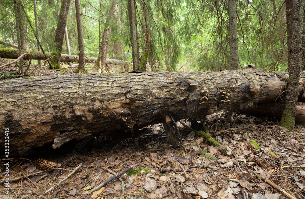 Large aspen trunk in forest, important habitat for many different species Large aspen trunk in forest, important habitat for many different species