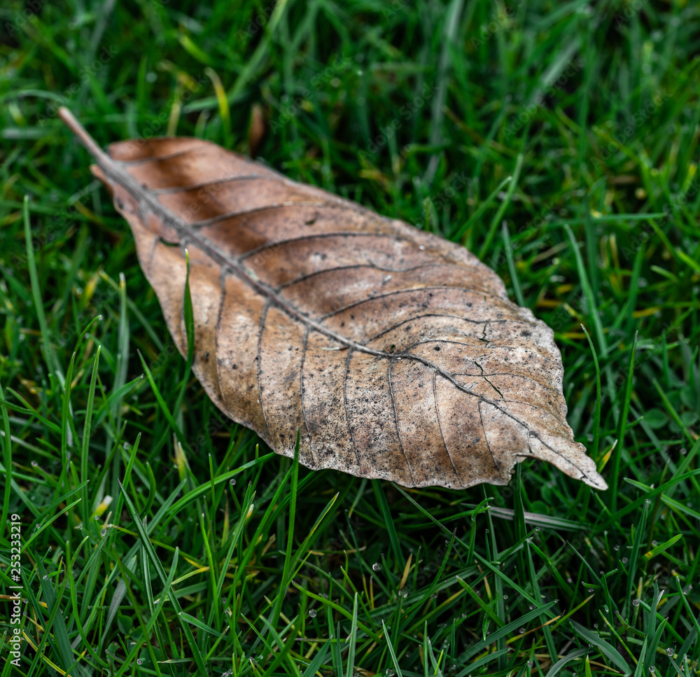 Withered leaf in the grass Withered leaf in the grass