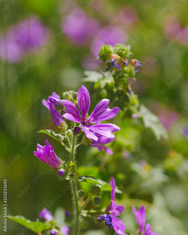 wild violet flower closeup in the meadows, strong bokeh
