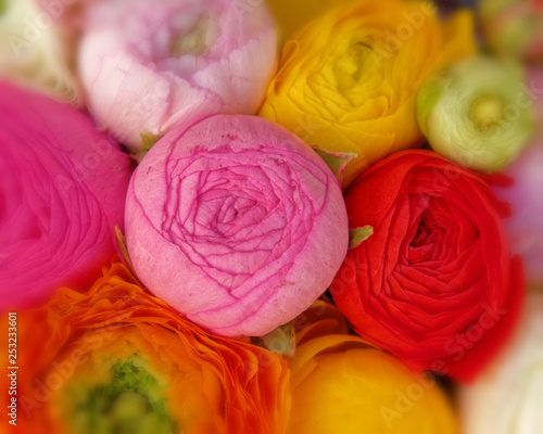 Fototapeta Naklejka Na Ścianę i Meble -  colorful buttercups top view closeup, blur filter natural background