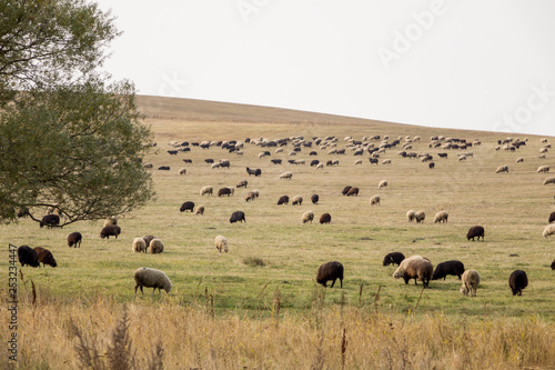 Big flock of sheep. Sheep eat grass. Agriculture.