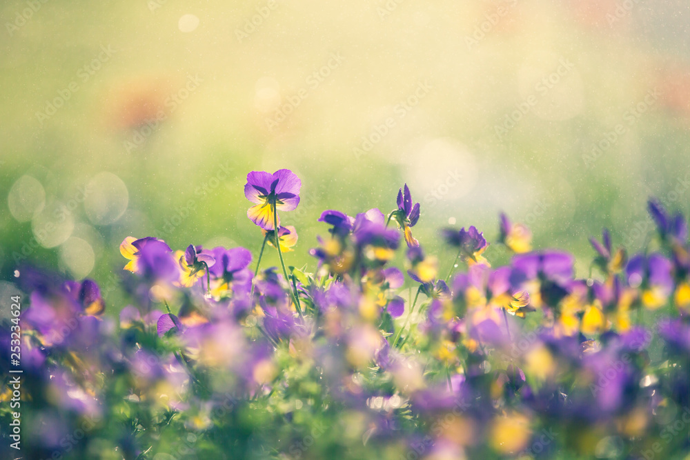 field of purple flowers field of purple flowers