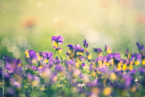field of purple flowers © Champ