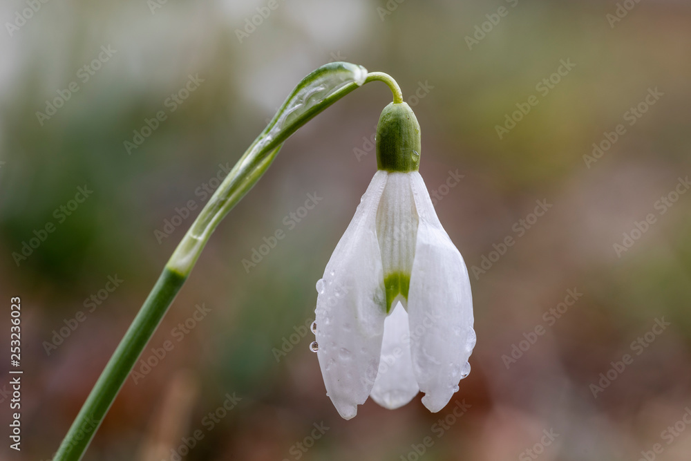 Schneeglöckchen nach Regenschauer Schneeglöckchen nach Regenschauer
