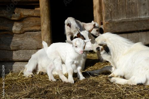white goats and goat kid on straw in front of shed