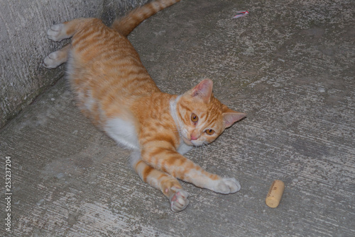 Gatito juganfo