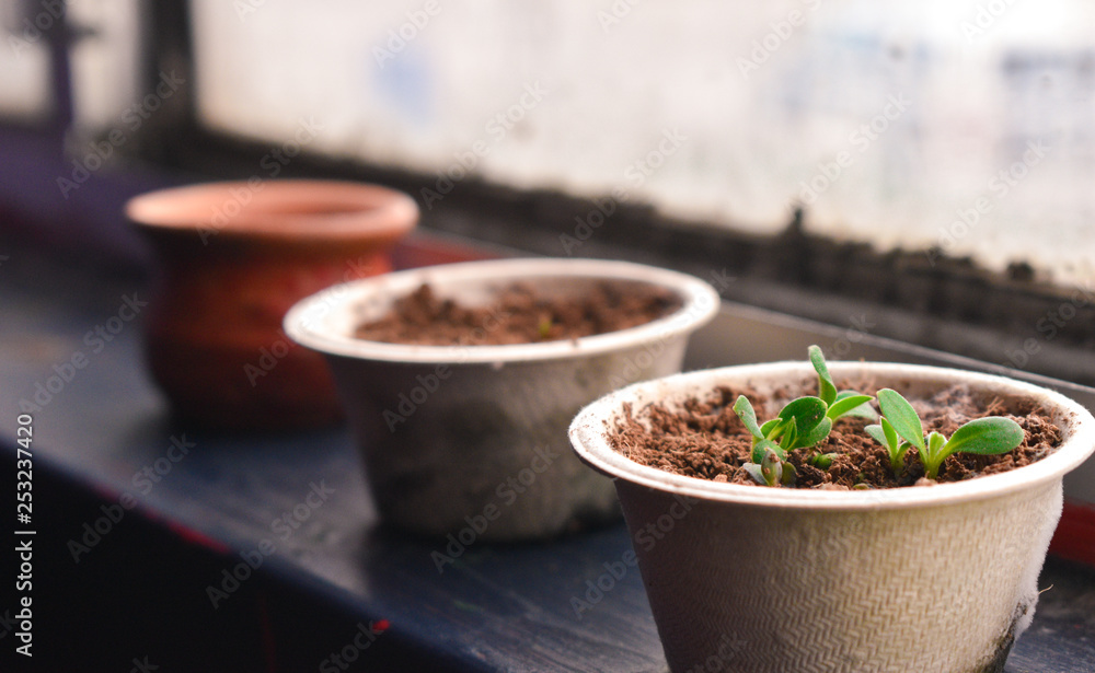 Green Seed Growing in Small Pot by Window Spring Plants Green Seed Growing in Small Pot by Window Spring Plants