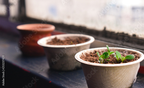 Green Seed Growing in Small Pot by Window Spring Plants