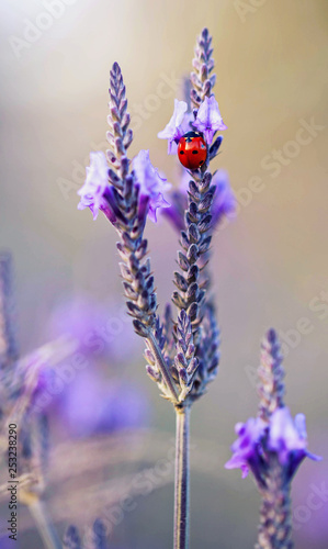 Seven spot lady bug on purple lavander flower