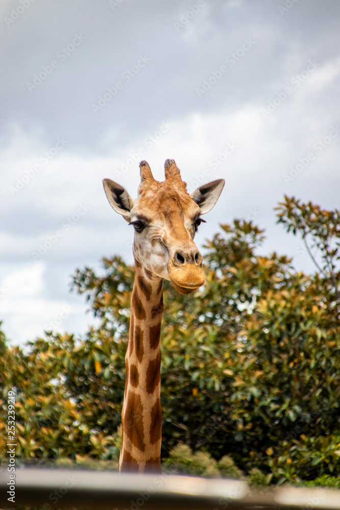 Fototapeta premium zoo