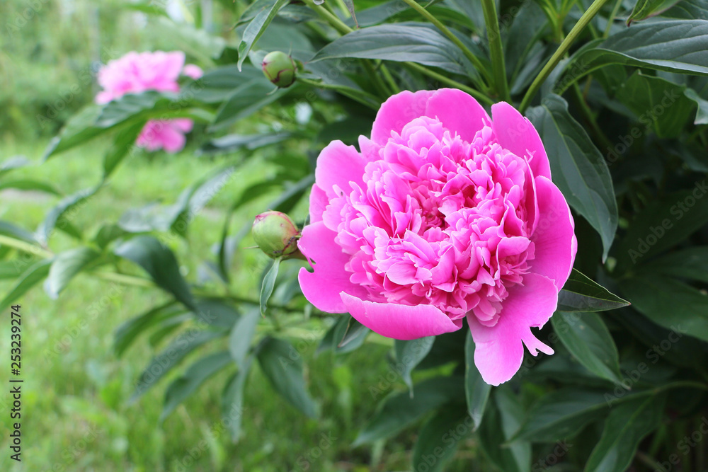Pink peony in the summer garden Pink peony in the summer garden