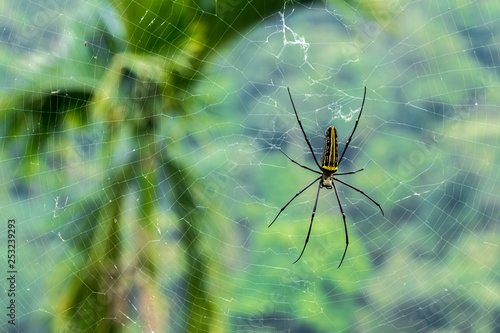 The wood spiders of Meghalaya