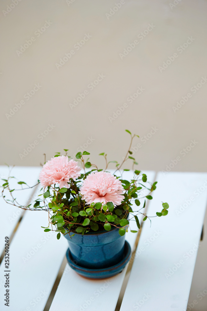 Preserved pink carnation 