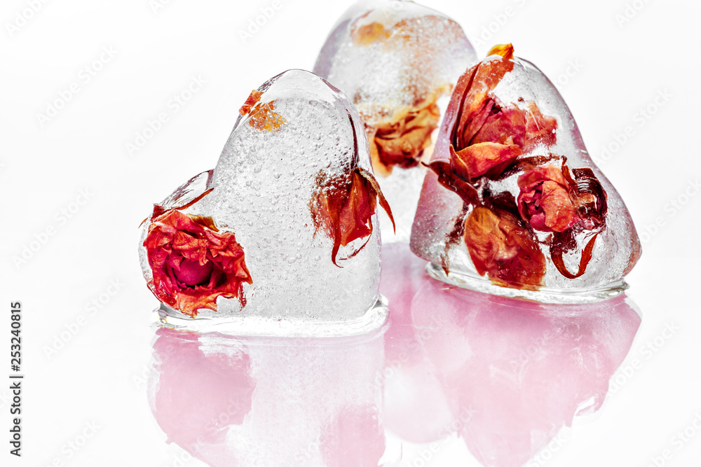 Frozen rose in ice cube Frozen rose in ice cube