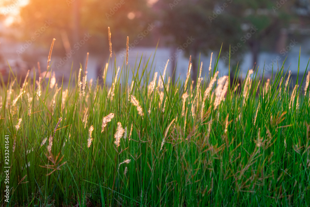 Grass flowers field in the morning with natural sunlight. Beautiful nature landscape.