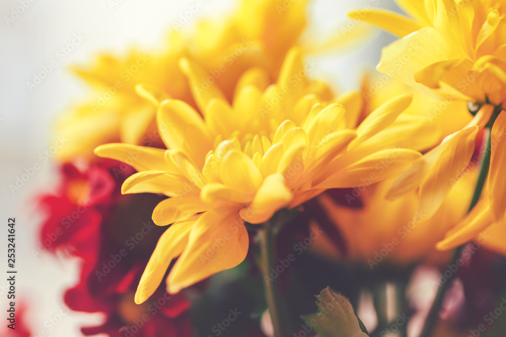 Obraz premium Close up of chrysanthemums