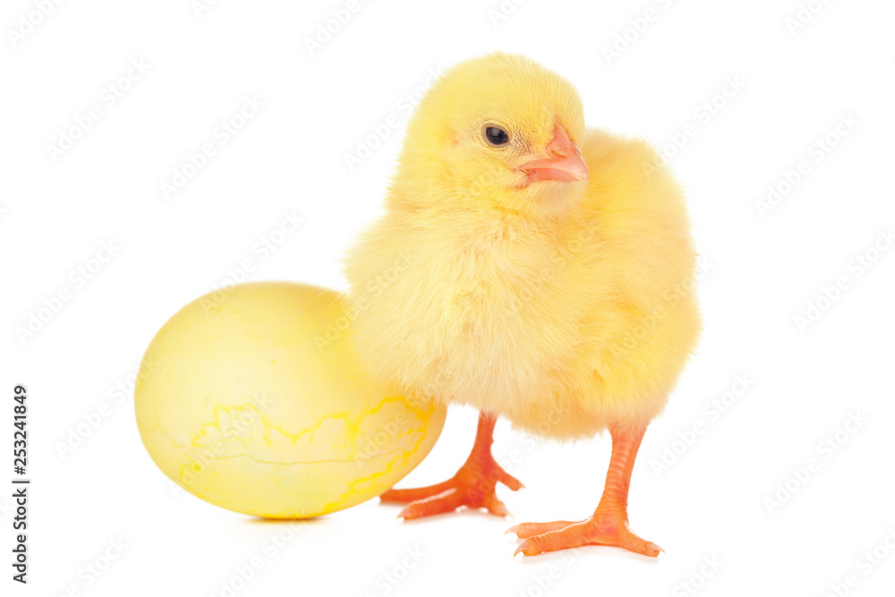 little newborn chickens isolated on white background little newborn chickens isolated on white background
