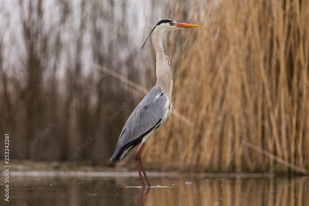 Obraz premium Grey Heron