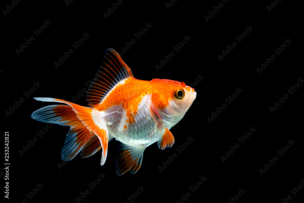 goldfish isolated on a dark black background goldfish isolated on a dark black background