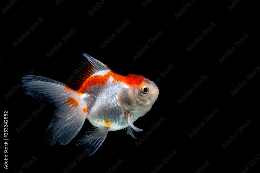 goldfish isolated on a dark black background goldfish isolated on a dark black background