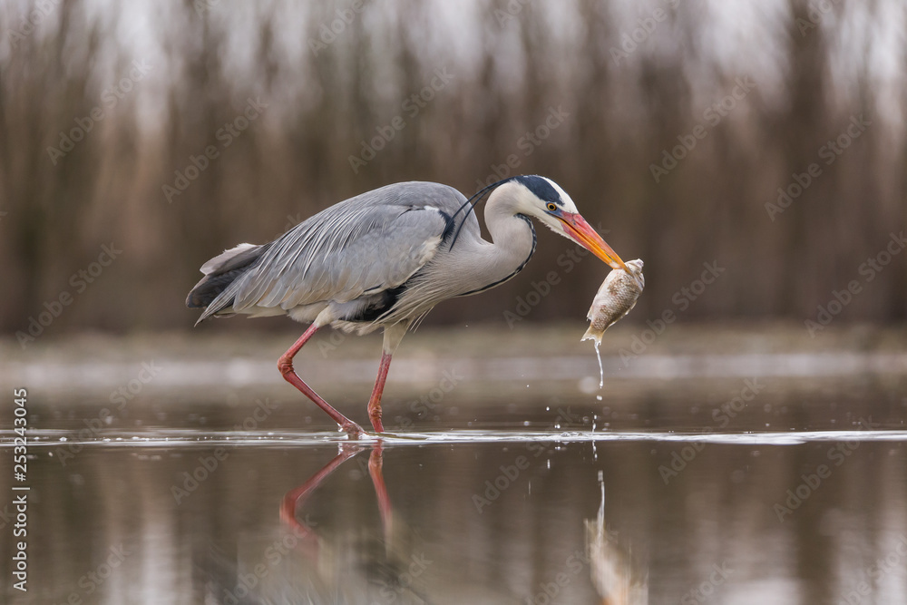 Obraz premium Grey Heron