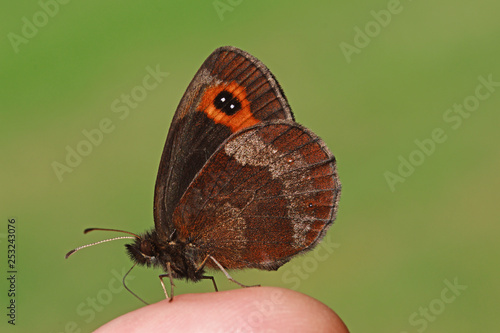 2018:07:15 DE, NRW, Nettersheim, Schmetterlingspfad Graubindiger Mohrenfalter Erebia aethiops photo