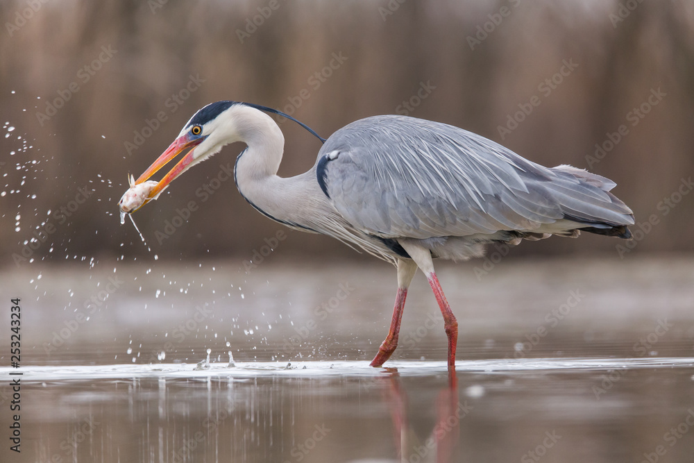 Fototapeta premium Grey Heron