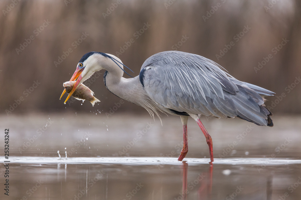 Fototapeta premium Grey Heron