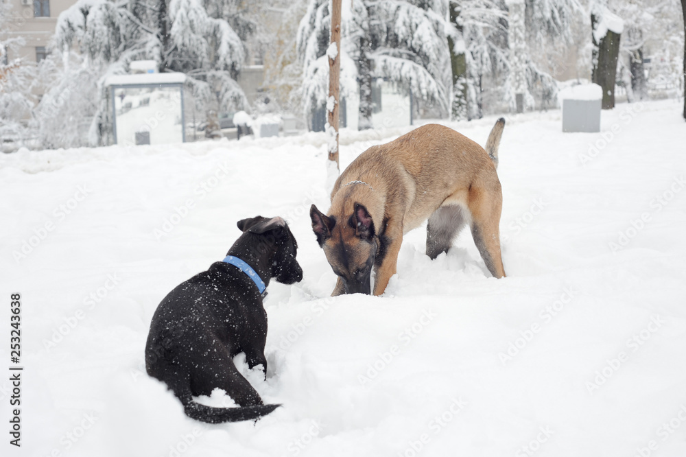 mammal, animal, dog, malinois, white, snow, winter, nature, belgian malinois, meadow, park, chain, purebred, working dog, obedient, young, canine, cute, cold, sheepdog, bushes, fawn, landscape, posing