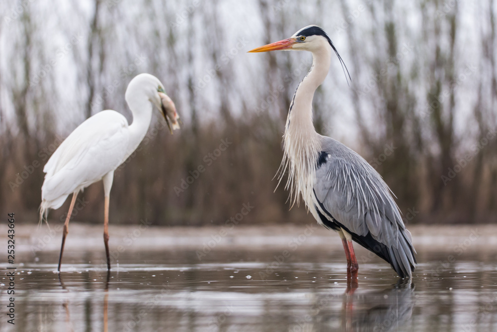 Obraz premium Grey Heron