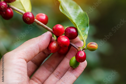 Coffee beans ripening on tree in North of thailand © freedom_naruk