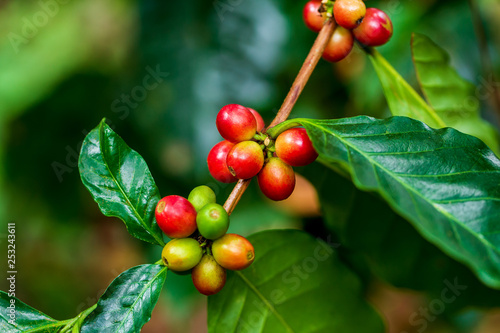 Coffee beans ripening on tree in North of thailand