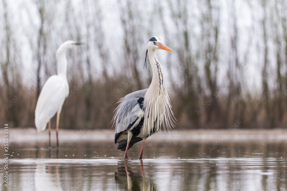 Fototapeta premium Grey Heron