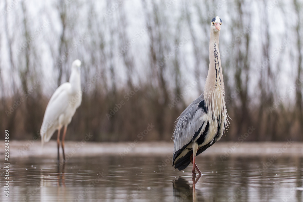 Obraz premium Grey Heron