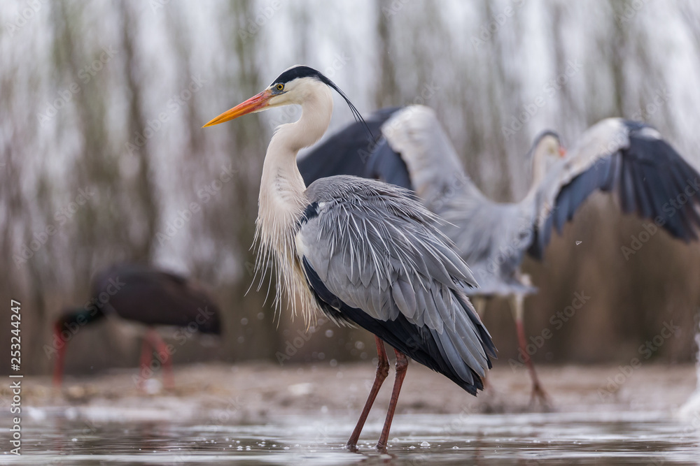 Fototapeta premium Grey Heron