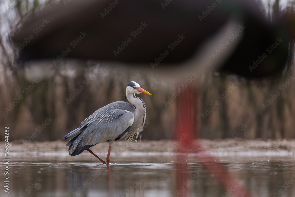 Obraz premium Grey Heron