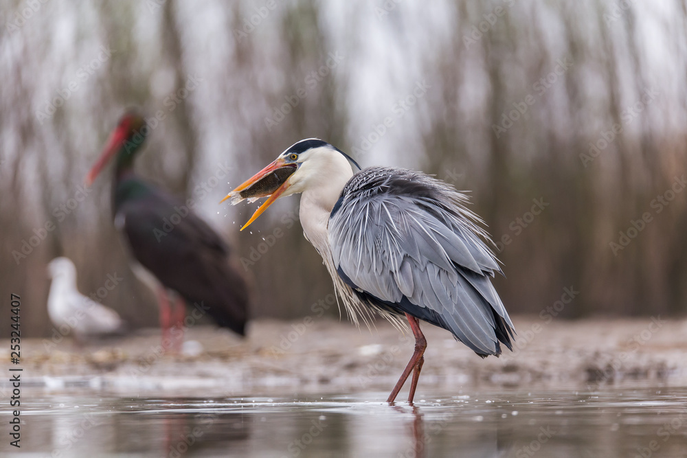 Fototapeta premium Grey Heron