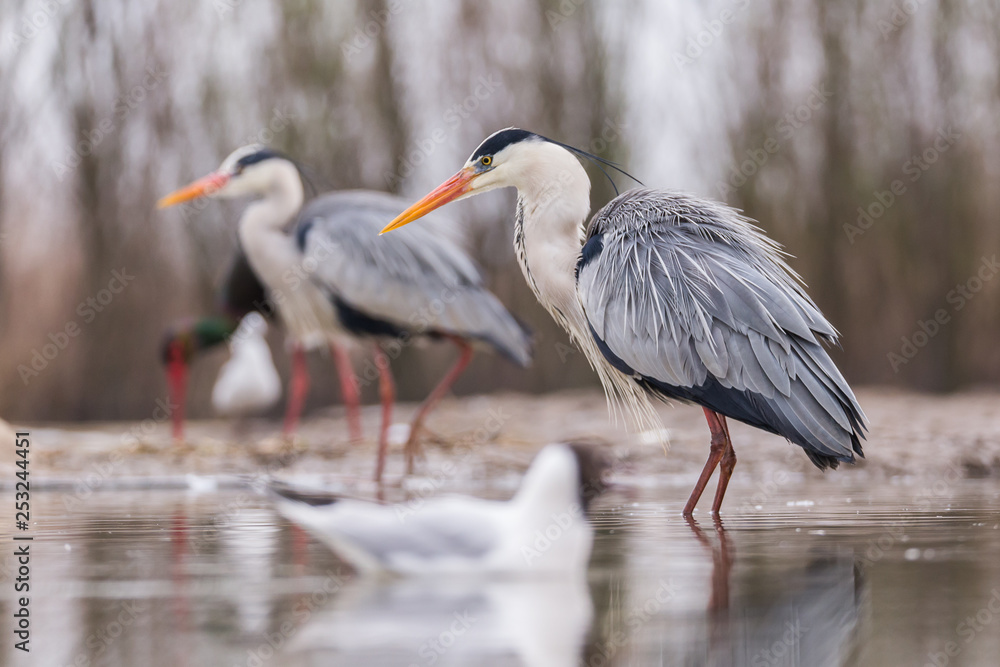 Obraz premium Grey Heron