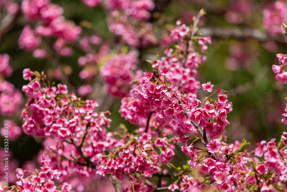 Cherry Blossom and Sakura wallpaper
