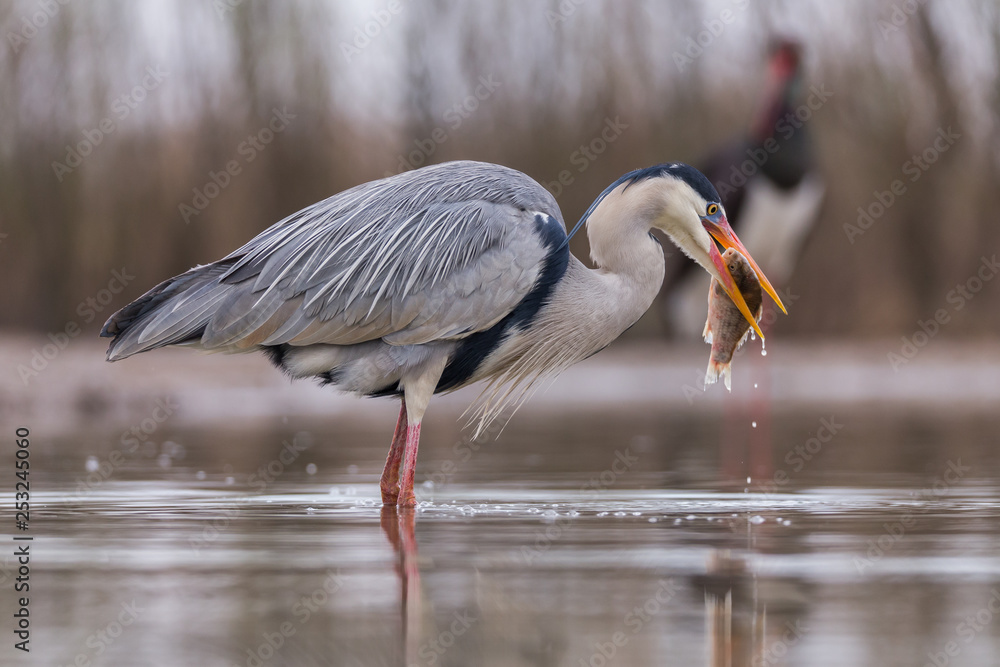 Fototapeta premium Grey Heron
