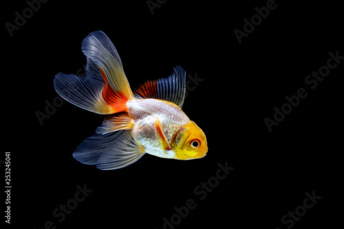 goldfish isolated on a dark black background