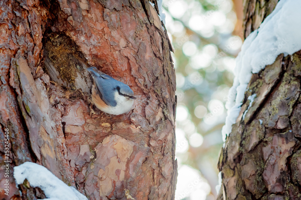 hungry wild bird nuthatch on a tree in spring forest hungry wild bird nuthatch on a tree in spring forest