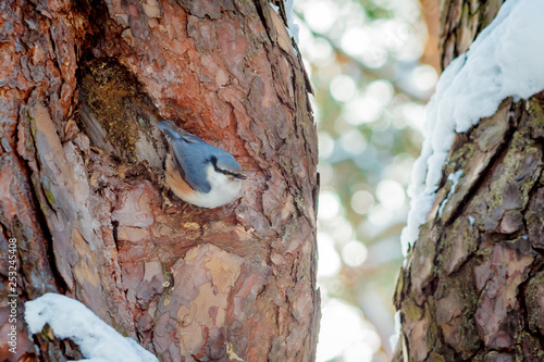 Obraz na plátně hungry wild bird nuthatch on a tree in spring forest