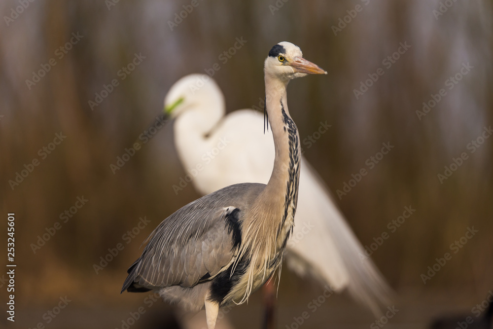 Fototapeta premium Grey Heron