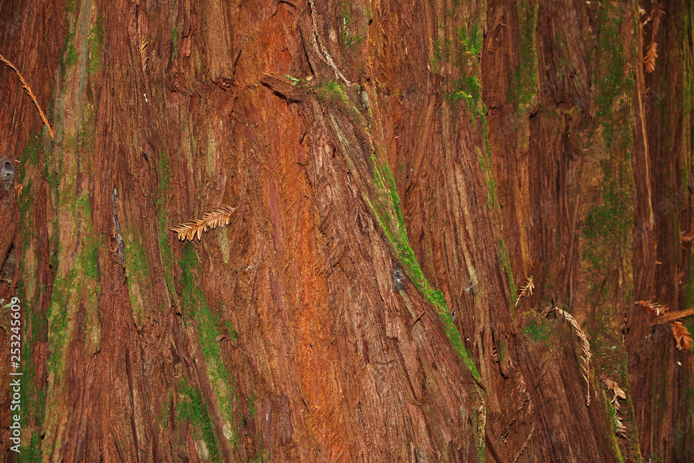 Redwoods Treewalk, Rotorua, New Zealand Redwoods Treewalk, Rotorua, New Zealand