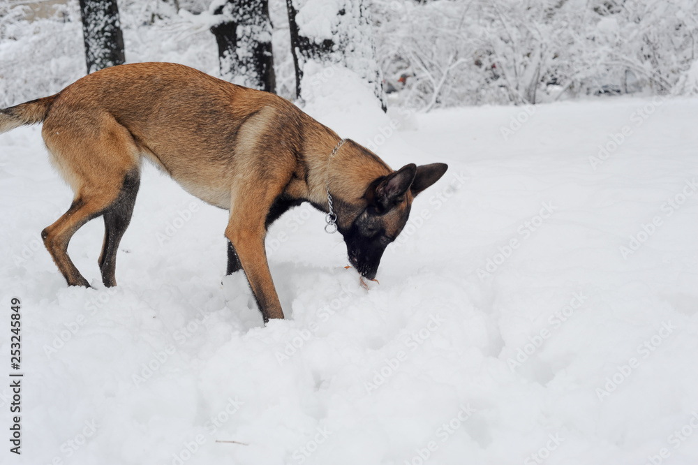 mammal, animal, dog, malinois, white, snow, winter, nature, belgian malinois, meadow, park, chain, purebred, working dog, obedient, young, canine, cute, cold, sheepdog, bushes, fawn, landscape, posing